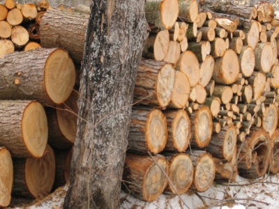 ¿Qué leña debo usar para mi chimenea?